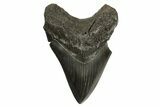Fossil Megalodon Tooth - South Carolina #339289-1